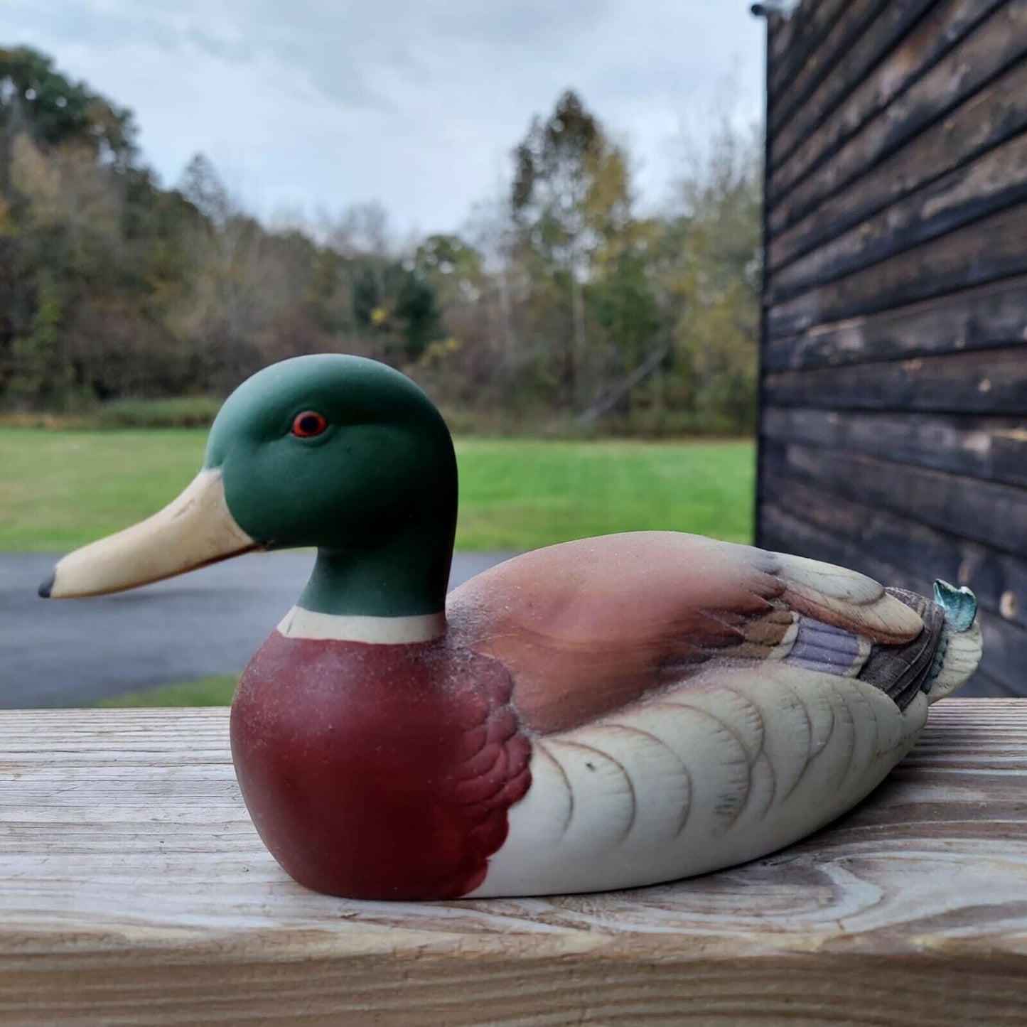 Mallard Ducks By Andrea