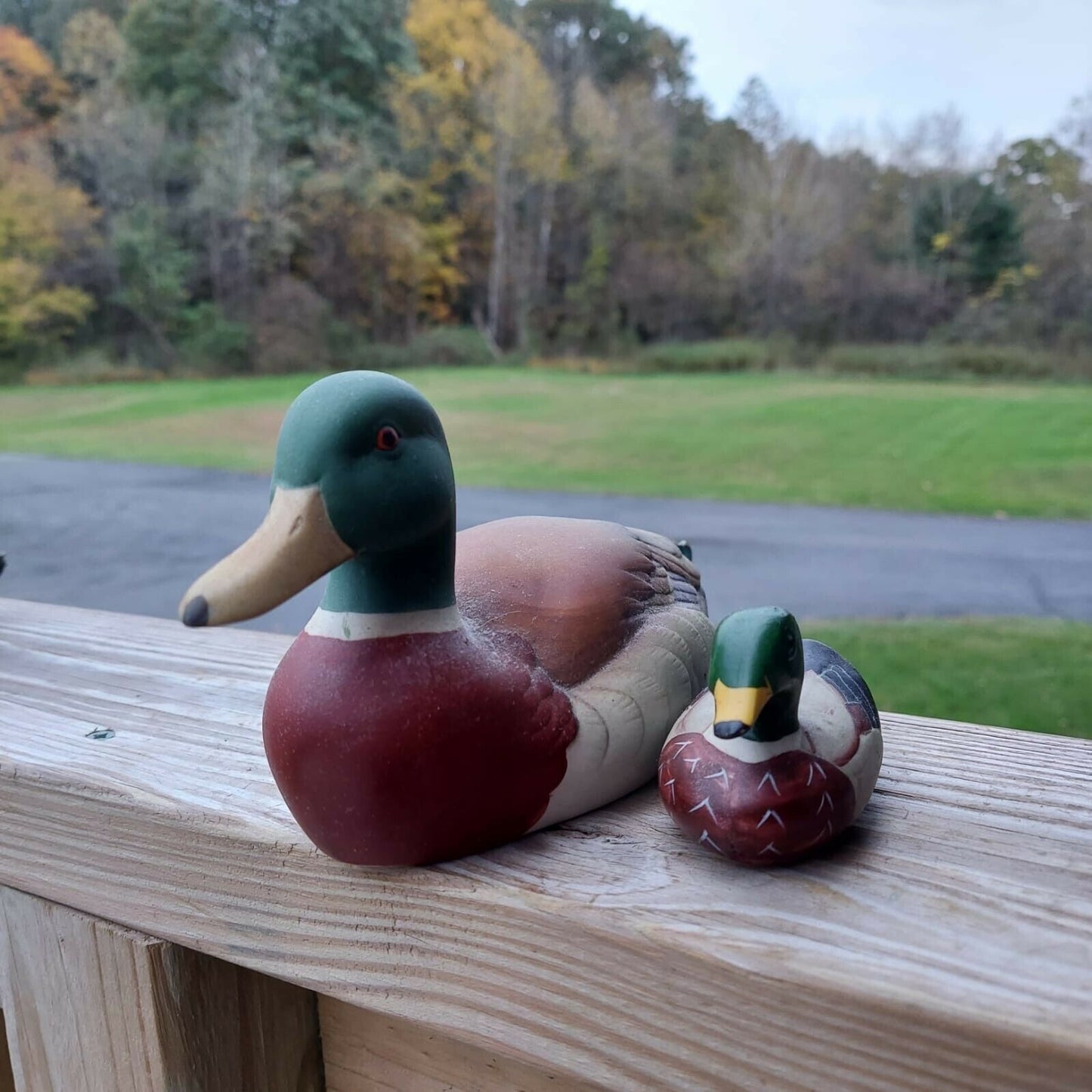 Mallard Ducks By Andrea