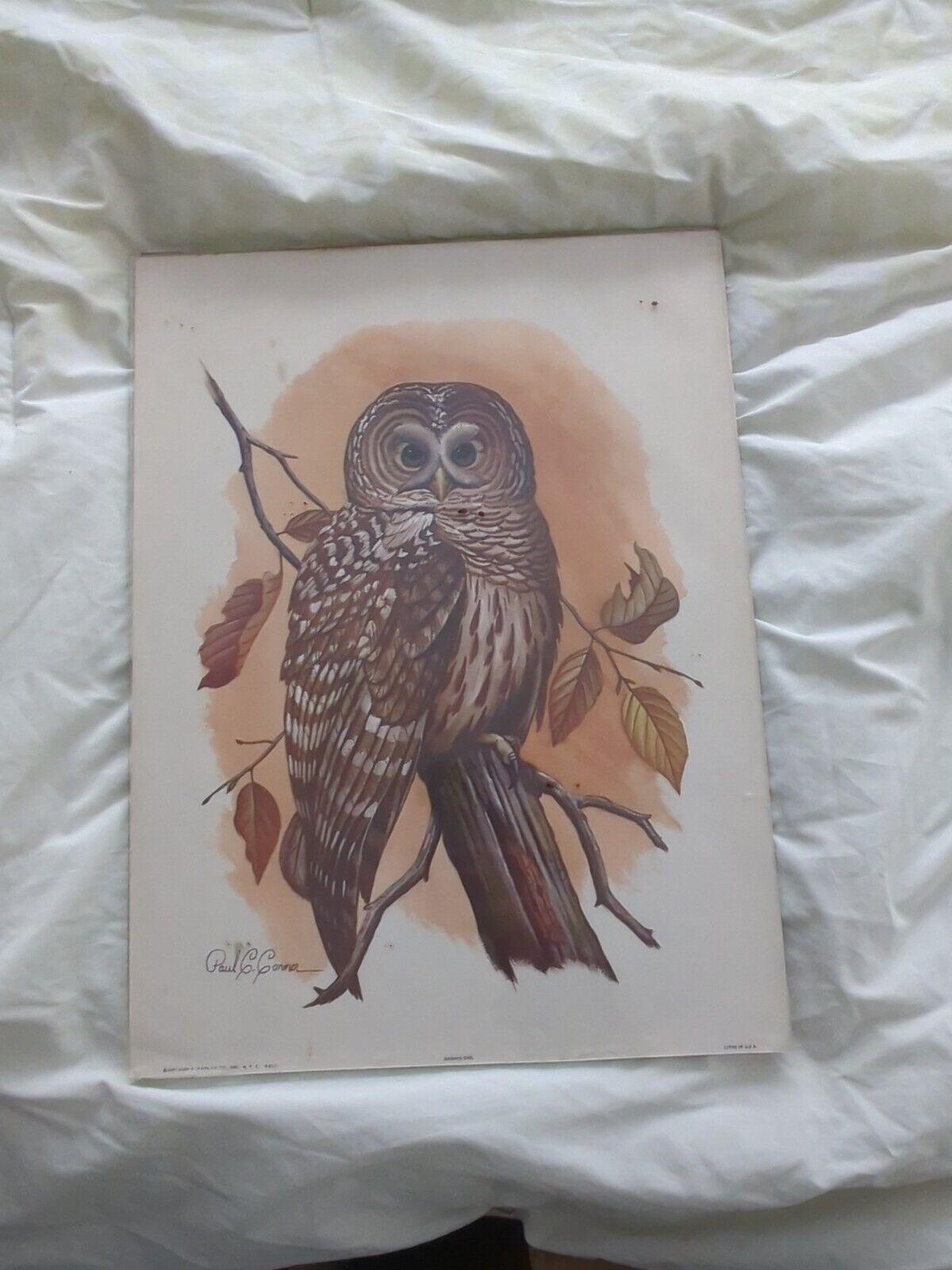 Vintage Great Horned Owl Art Print by Paul C. Connor, Arthur Kaplan Co. NY