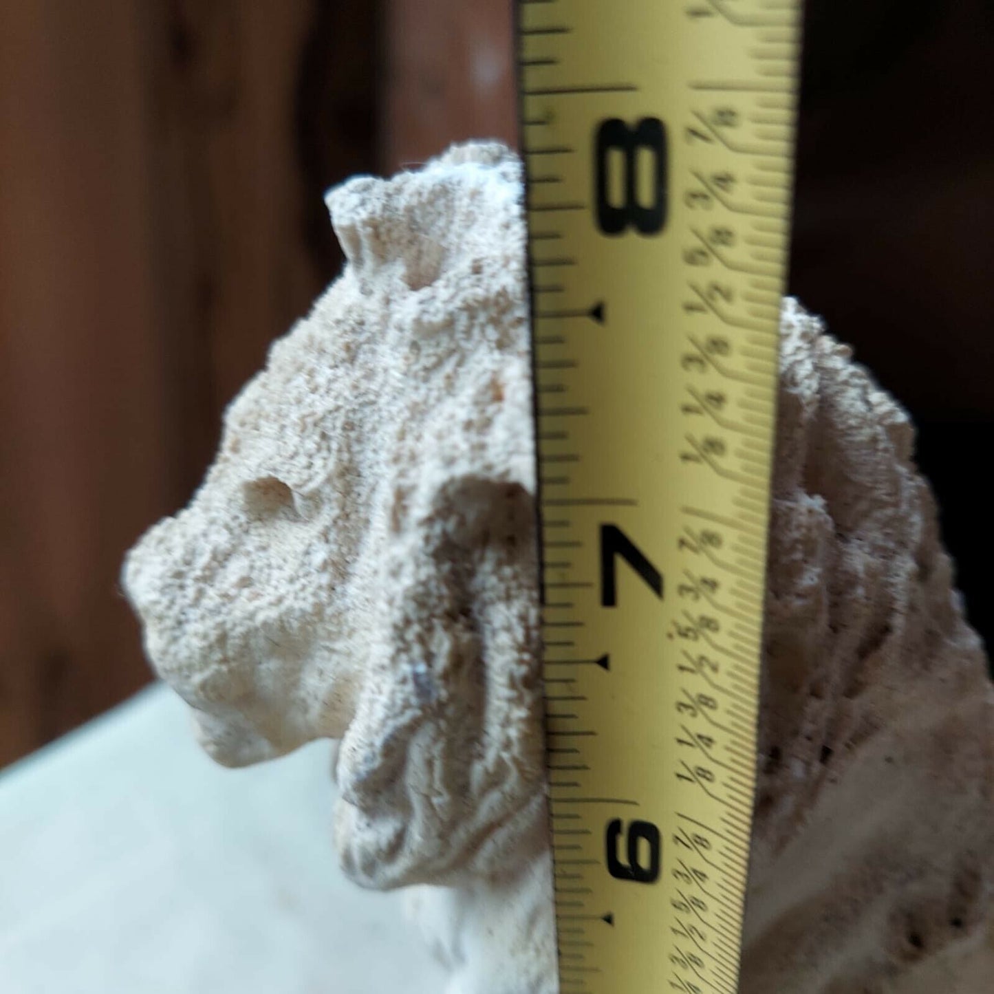 Resin Sculpture Lion 8"