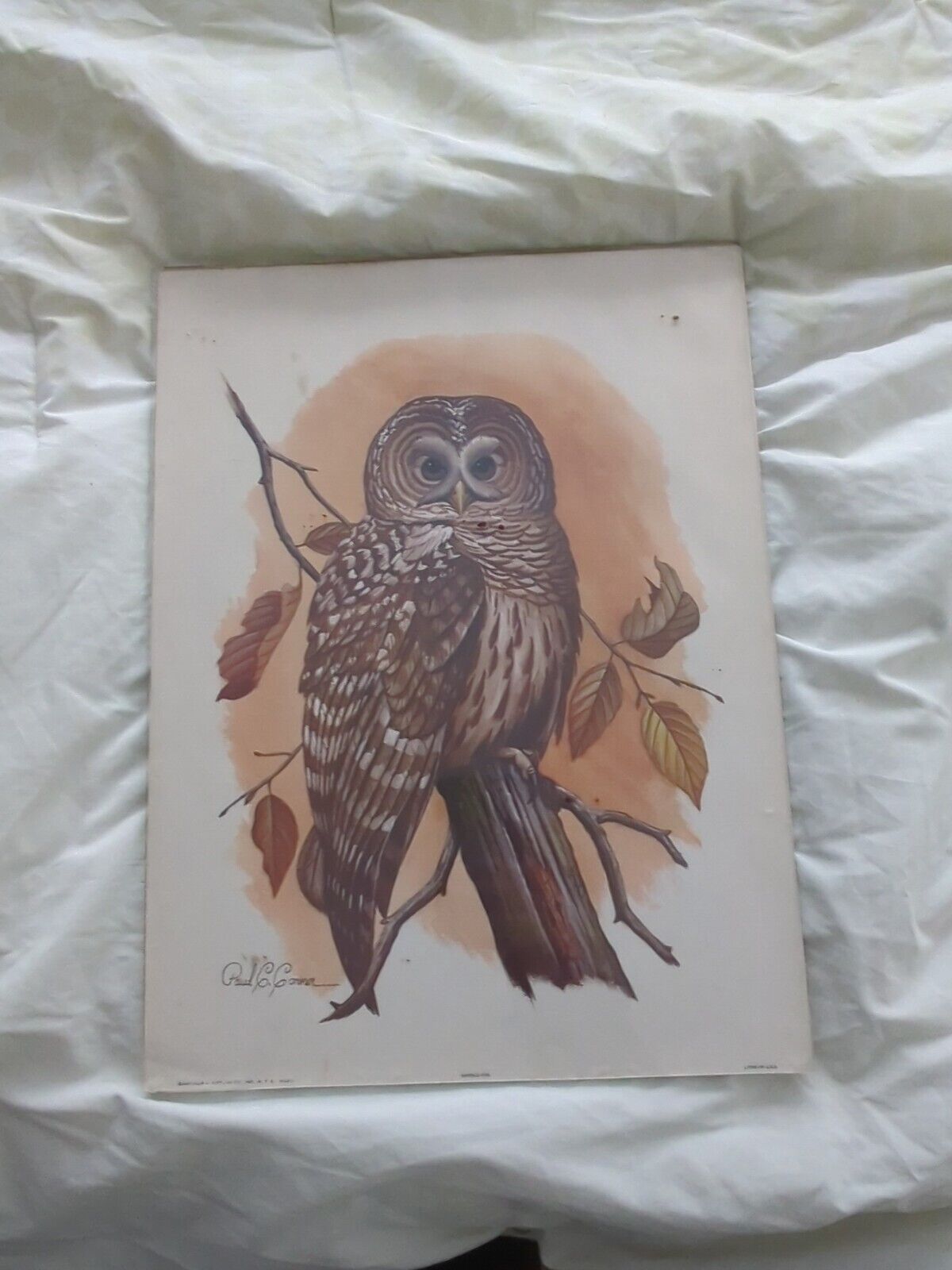 Vintage Great Horned Owl Art Print by Paul C. Connor, Arthur Kaplan Co. NY