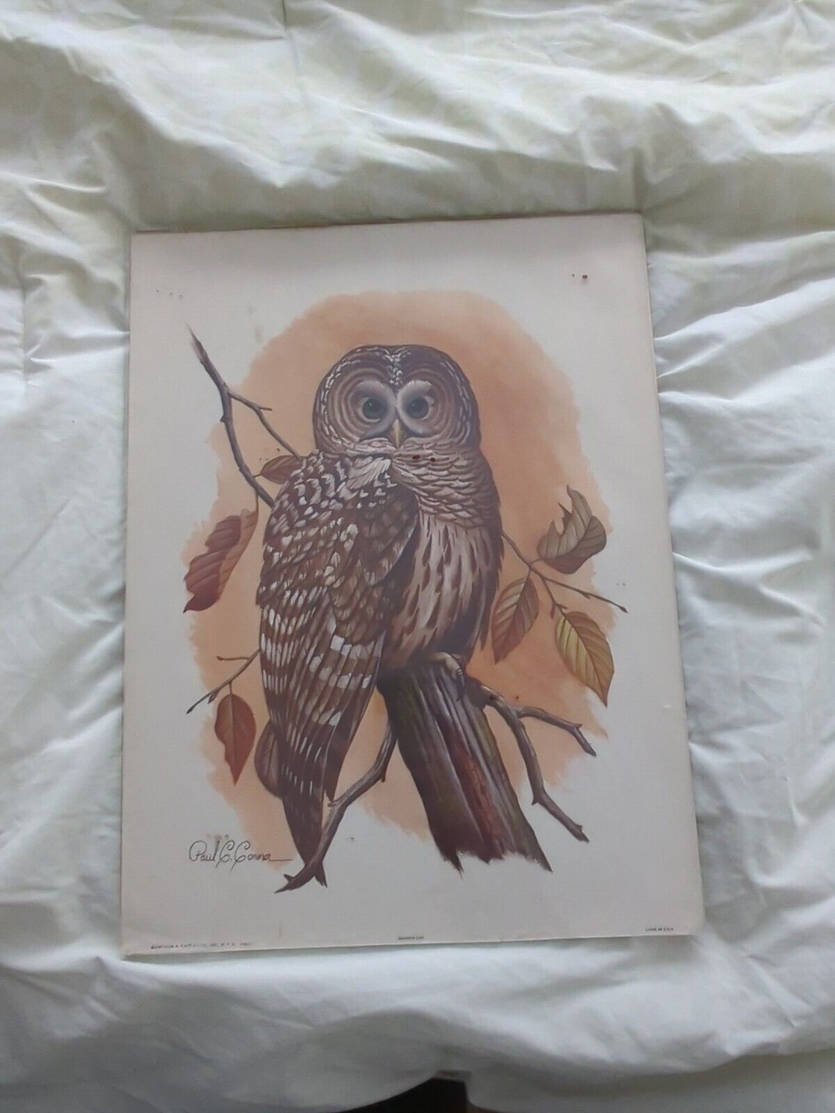 Vintage Great Horned Owl Art Print by Paul C. Connor, Arthur Kaplan Co. NY